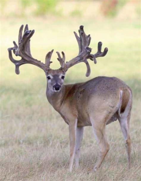 M3 Whitetails How Much Can A Buck Improve Between 2 And 3 On Our