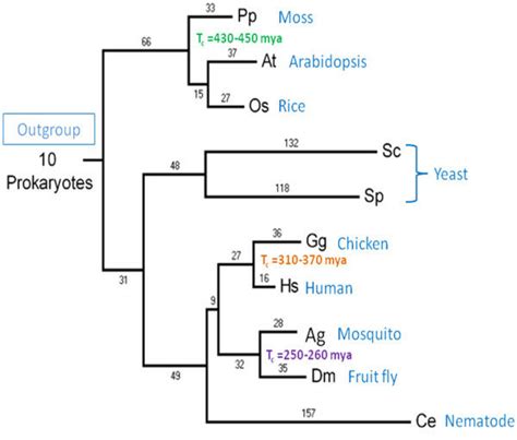 The Phylogeny Of Eukaryotes Adopted In This Study The Figure Shows The