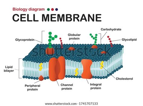 Biology Diagram Show Structure Cell Membrane Stock Vector Royalty Free