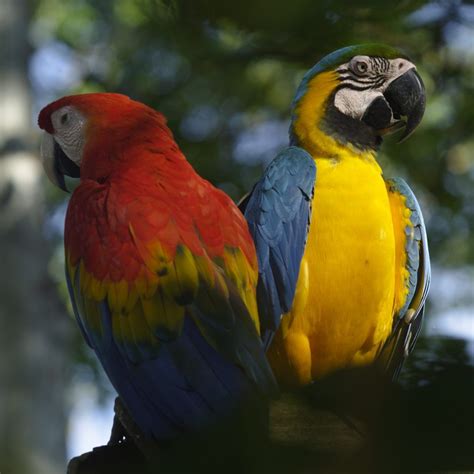 Local Colour A Pair Of Macaws In The Amazon Rainforest Iquitos Peru