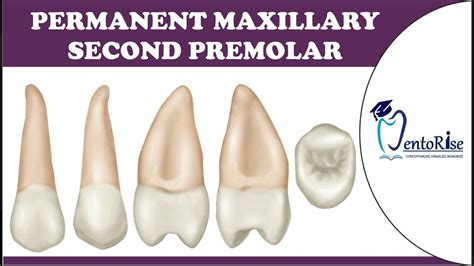 Permanent Maxillary Second Premolar Tooth Morphology Dental Anatomy