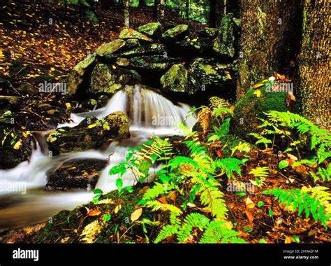 A Forest Stream With Ferns In New England Stock Photo Alamy