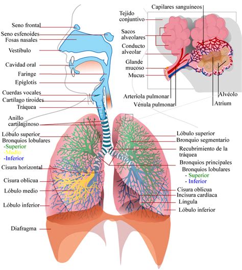 El Moderno Prometeo Anatomía Del Sistema Respiratorio