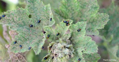 I'm not so worried about them outside but if they. Tiny Black Bugs In Plant Soil- Everything You Need to Know