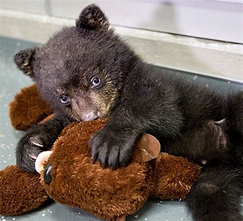 Aldo The Cuddliest Bear Cub New Guest At Oregon Zoo Baby Animal Zoo