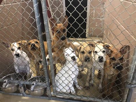 Surge Of Homeless Animals Puts Harris County Shelter In Tough Spot