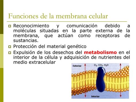 Ppt La Membrana Biológica Y Mecanismos De Transporte Powerpoint