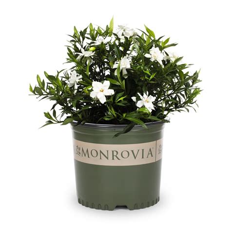 Monrovia 225 Gallon White Heaven Scent Gardenia Flowering Shrub In