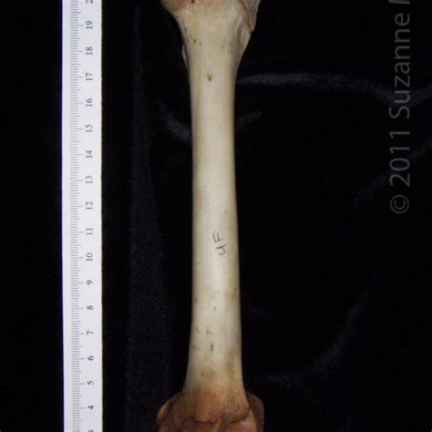 Posterior View Left White Tailed Deer Femur Boneid