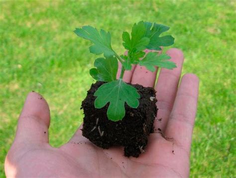 Crisantemos Más De 1000 Plantas Y Flores Del Mundo