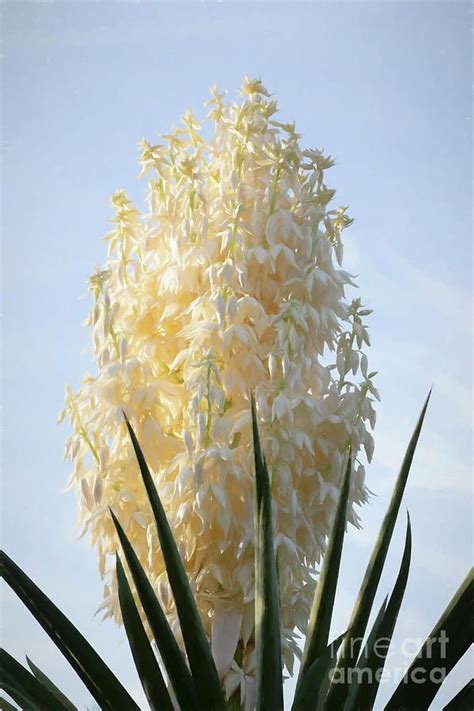We did not find results for: Yucca Flower Digital Art - Pretty Yucca Flower by ...