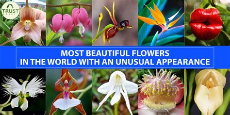 Most Beautiful Flowers In The World With An Unusual