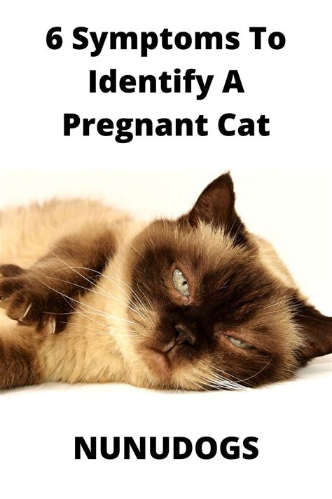 6 Symptoms To Identify A Pregnant Cat Pregnant Cat Pregnant Cats