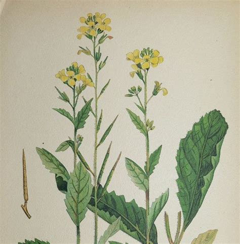 How wonderful the colour yellow is!it stands for the sun | see more about yellow, aesthetic and flowers. Charlock Mustard Vintage 1923 Botanical Flower Herb Print ...