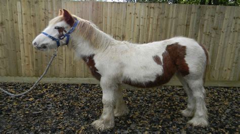 Jingles The Pony Found In Ashford Recovers After A Year Of Treatment
