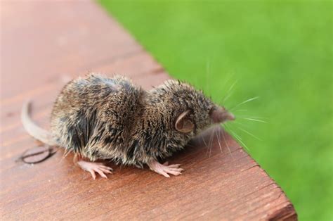 Des Rats Dans Mon Jardin Ma Terrasse Et Mon Balcon Que Faire Pour S