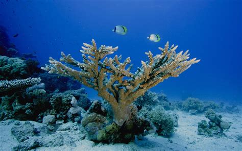 Wallpaper Underwater Coral Reef Sea Life Ocean