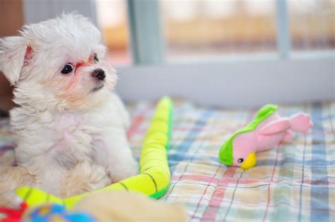 Maybe you would like to learn more about one of these? What is a teacup dog? - The Puppy Store Las Vegas