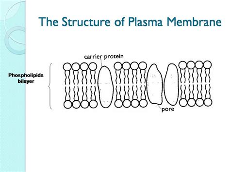 Plasma Membrane Basic Structure Composition And Function Riset