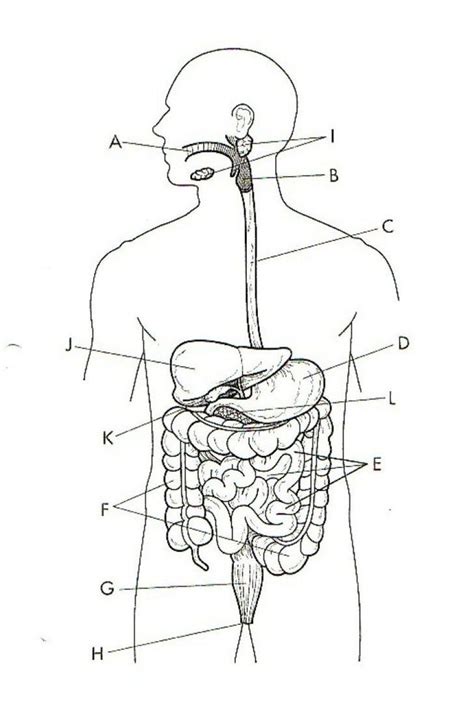 Human Digestive System Quiz