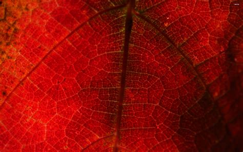Top 109 Red Leaf Wallpaper