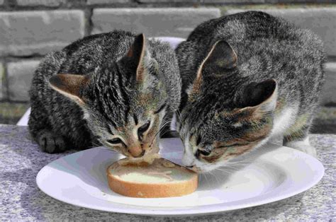 Can Cats Eat Bread The Ultimate Guide To Bread For Cats Petsmart