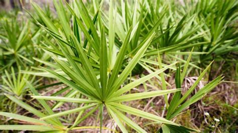 Saw Palmetto For Benign Prostatic Hyperplasia The TechRim