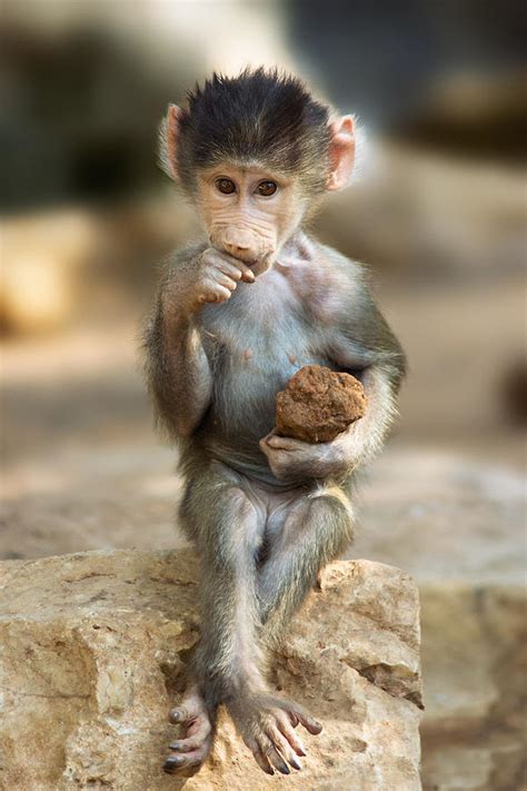 Baboon Baby Photograph By Yuri Peress