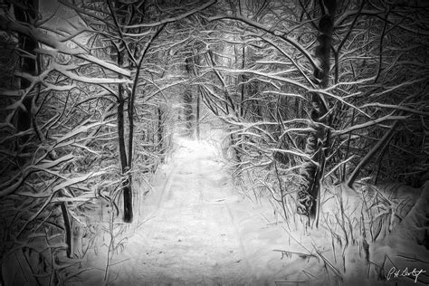 Snowy Woods Black And White