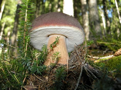 King Bolete Mushroom Natures Restaurant A Complete Wild Food Guide