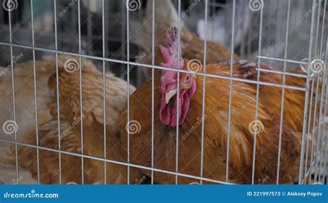 Chicken Preening Self In The Cage At Agricultural Animal Exhibition