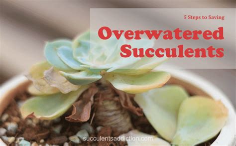 5 Solid Steps To Saving Overwatered Succulents Succulents Addiction