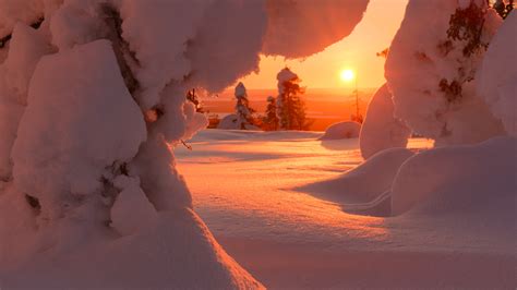 Frozen Trees Snow Field During Sunset Hd Nature Wallpapers Hd