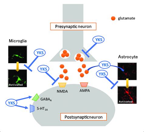 Mechanisms Of Action Of Yokukansan For Neuropathic Pain Several