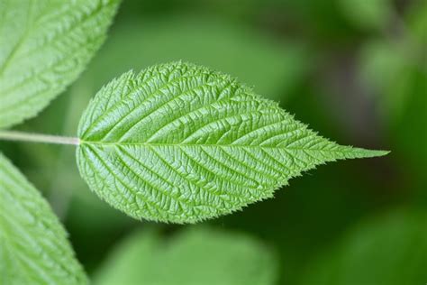 Free Picture Blurry Detail Details Green Leaves Horizontal Mint