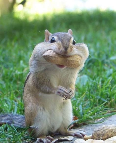 Hungry Squirrel Cute Little Animals Cute Funny Animals Nature