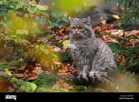 European Wildcat Forest Wildcat Felis High Resolution Stock Photography