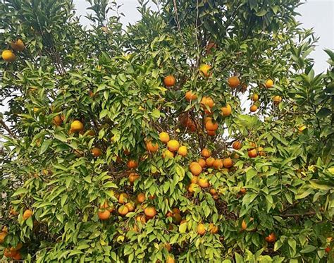 Infocus Agriculture Crop Diversification High Density Orchards Can Be