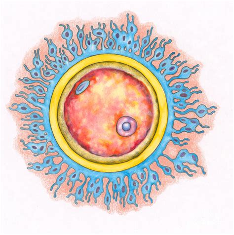 Human Egg Cell Ovum Photograph By Gwen Shockey Pixels
