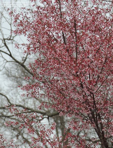 Plant Identification Pink Flowering Tree 1 By Hellomissmary