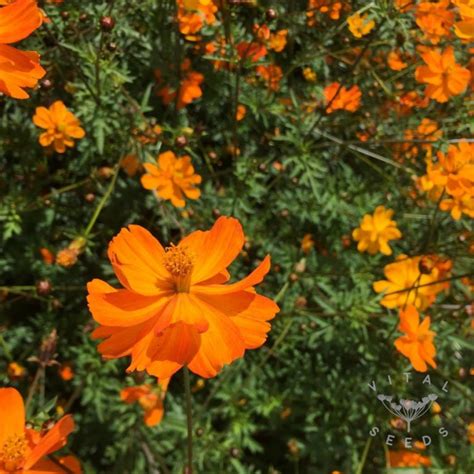 Cosmos Orange Organic Vital Seeds