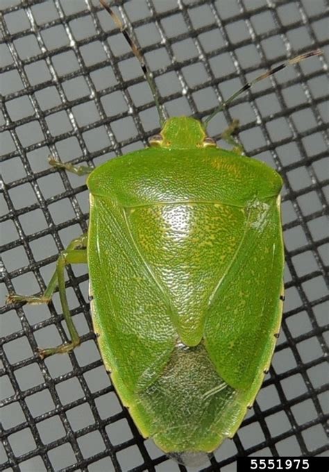 Green Stink Bug Chinavia Hilaris Hemiptera Pentatomidae 5551975