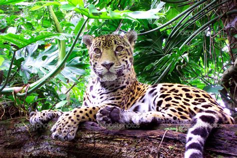 Jaguar Panthera Onca — Foto De Stock © Donyanedomam 17884463