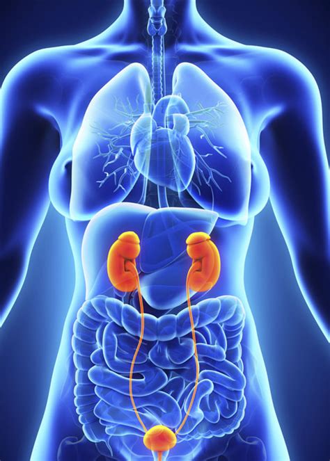 Cancer is a group of diseases involving abnormal cell growth with the potential to invade or spread to other parts of the body. Cáncer de Vejiga: ¿Qué es? | AECC