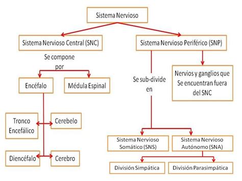 Mapa Conceptual Del Sistema Nervioso ¡guía Paso A Paso
