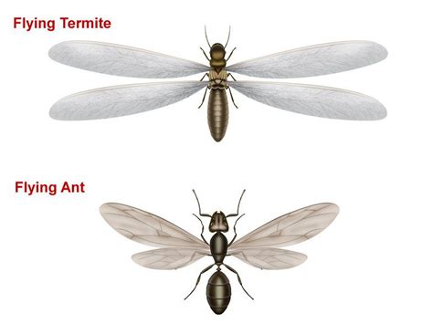 Termites With Wings Are They Ants Or Termites