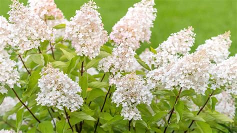 Best White Flowering Shrubs For Landscaping The Garden Shed