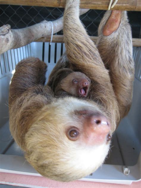 Baby Sloths At Aviarios Sloth Sanctuary Zooborns