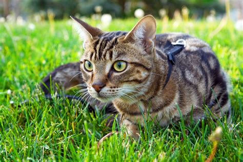 Can Bengal Cats Go Outside Pros And Cons Of Letting Your Cat Go