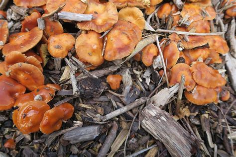 Orange Fungi — Bbc Gardeners World Magazine